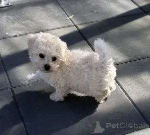 Фото №2 к объявлению №167470 о продаже бишон фризе - купить в Германии частное объявление