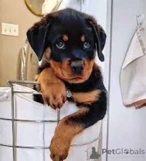 Дополнительные фото: Rottweiler Puppies