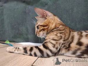 Дополнительные фото: Бенгальская самка