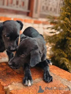 Дополнительные фото: Два чудесных щеночка (девочки) ищут дом!