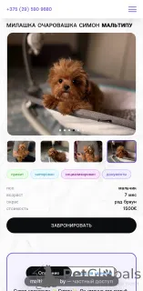 Фото №4. Продажа мальтипу в Витебске из питомника - цена 148427₽