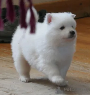 Фото №2 к объявлению №164872 о продаже японского шпица - купить в Бельгии частное объявление, заводчик