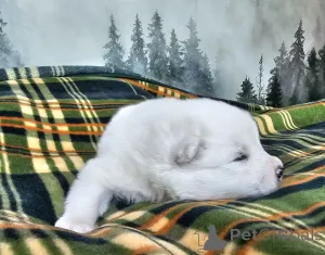 Дополнительные фото: Яцек Видларц