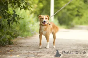 Фото №2 к объявлению №150470 о продаже беспородную - купить в России частное объявление