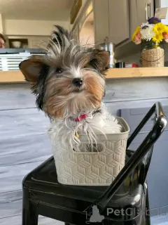 Дополнительные фото: Йоркширский терьер, приученный к туалету