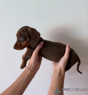 Фото №3. Prachtige teckelpuppy's zoeken een Liefdevol nieuw thuis.  Нидерланды