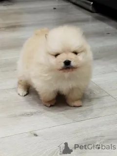 Дополнительные фото: Красивые щенки Pomeranian Spitz