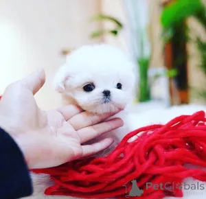 Фото №4. Продажа мальтийскую болонку в Capelle Aan den ijssel заводчик - цена 67401₽