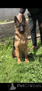 Фото №1. немецкая овчарка - купить в Srbobran за 23192₽. Объявление №139199