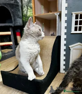 Фото №3. Selkirk Rex Kitten теперь готов. Австрия