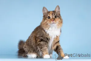 Фото №4. Продам  в Химках частное объявление - цена Бесплатно