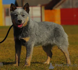 Дополнительные фото: Австралийские щенки скотоводства для продажи мужчины и женщины