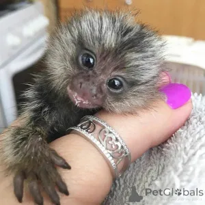 Фото №3. Пишите мне в личку, если вы заинтересованы в получении.  Нидерланды