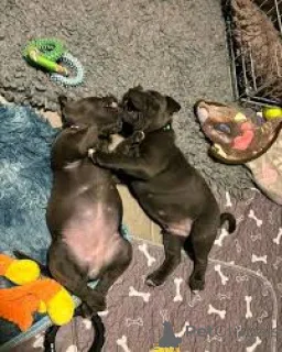 Фото №3. Продаются щенки стаффордширского бультерьера.  Великобритания