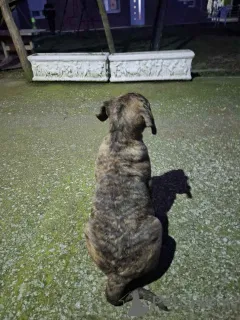 Дополнительные фото: Продаются щенки канарио (канарская собака), высшая родословная.