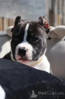 Дополнительные фото: Американский булли