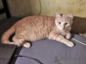 Фото №1.  - купить в Москова за Бесплатно. Объявление №163751