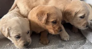 Фото №1. золотистый ретривер - купить в Дублин за 89868₽. Объявление №164298