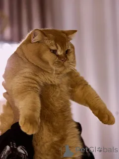 Фото №3. Британский короткошерстный котенок-мальчик. Нидерланды