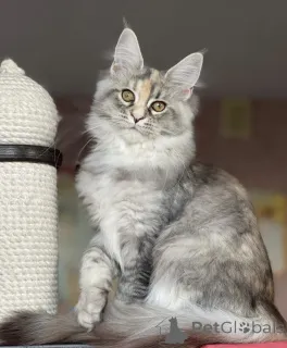 Фото №2 к объявлению №163186 о продаже мейн-кун - купить в Германии заводчик