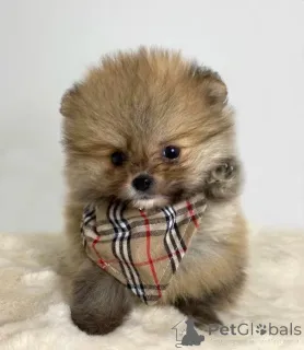 Дополнительные фото: Померанский чистокровный, карликовый