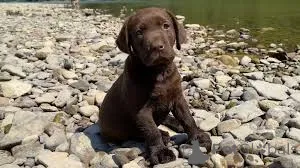 Фото №3. Лабрадор-ретривер Welpen zu verkaufen.  Австрия