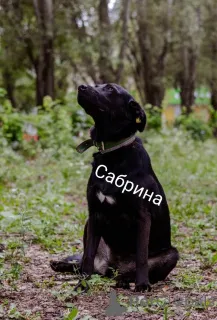 Фото №3. Ищем дом Сабрине!.  Россия