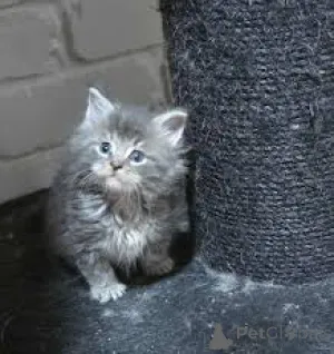 Фото №1. норвежская лесная - купить в Париже за 46384₽. Объявление №166782