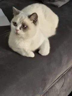 Фото №1. британская короткошёрстная - купить в Affalterbach за 21336₽. Объявление №147275