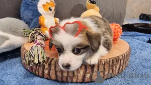 Дополнительные фото: Элитные щенки