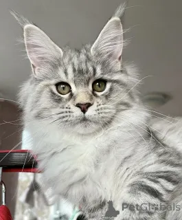 Фото №2 к объявлению №163172 о продаже мейн-кун - купить в Германии заводчик