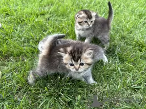 Дополнительные фото: Шотландские котята - Scottish fold и Scottish straight