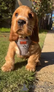 Фото №1. английский кокер-спаниель - купить в Ниже за 58414₽. Объявление №167786