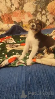 Фото №3. Маленький харизматичный щенок ищет самые добрые ручки!.  Россия