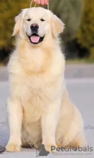 Дополнительные фото: Golden retriever. Boy.