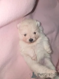 Фото №2 к объявлению №161706 о продаже  - купить в Бельгии частное объявление