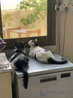 Фото №4. Продам персидскую в Хельсинки частное объявление, из приюта - цена 51022₽