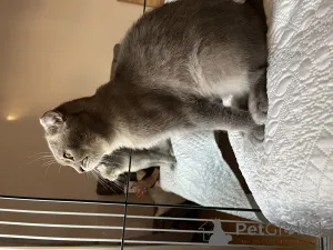 Дополнительные фото: Отдам кота в добрые руки (Баку)