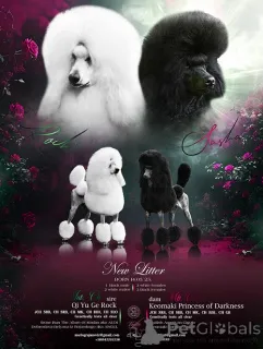 Фото №1. пудель (королевский) - купить в Зренджанин за договорная. Объявление №148953