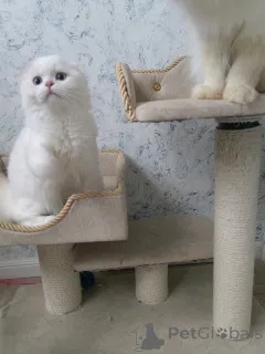 Дополнительные фото: Шотландские котята