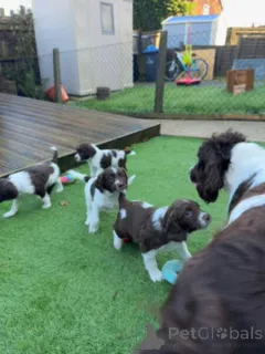 Фото №2 к объявлению №149698 о продаже английского спрингер-спаниеля - купить в Германии частное объявление