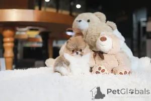 Фото №1. померанский шпиц - купить в Город Теннесси за договорная. Объявление №155002