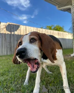 Фото №3. Познакомьтесь с Хадсоном, игривым исследователем воды, сердце которого равно его.  Бельгия