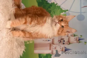 Фото №3. vladi. Израиль