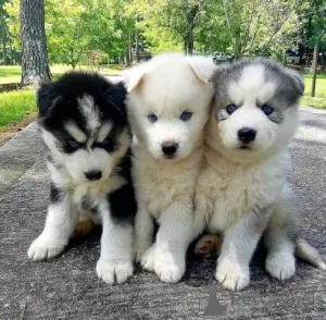 Фото №1. сибирский хаски - купить в Милане за 78852₽. Объявление №165801