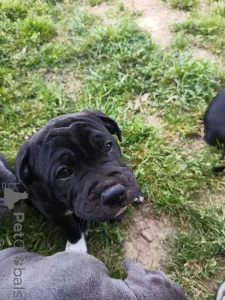 Фото №2 к объявлению №139925 о продаже стаффордширского бультерьера - купить в Швейцарии частное объявление