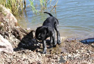 Дополнительные фото: Грубая грубая указатель - собака -щенка