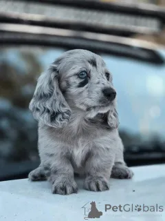 Фото №2 к объявлению №163516 о продаже  - купить в Австралии 