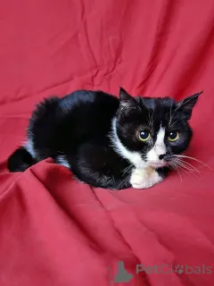 Дополнительные фото: Два маленьких котенка мальчик и девочка ищут дом