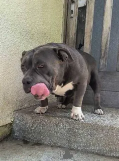 Дополнительные фото: Американские карманные щенки хулигана